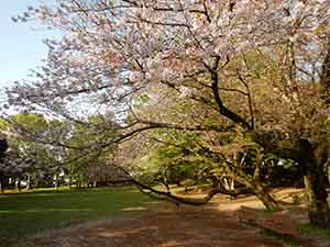 迫力のお花見広場の葉桜