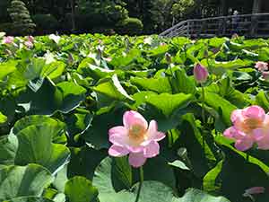 たくさんのハスの葉の中に咲いた花