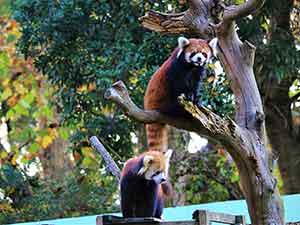 木の枝から人を眺めるレッサーパンダ