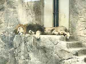 昼寝中のライオン