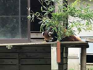食事中のレッサーパンダ