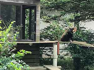 家の前で食事しているレッサーパンダ