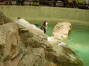 石の上から人を眺めるペンギン