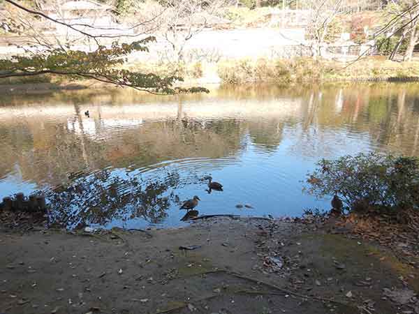 谷津池でのんびりくつろぐ鴨