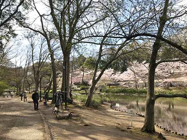 三脚を使って池と桜の景観を撮影する人