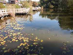 中島池の水生植物