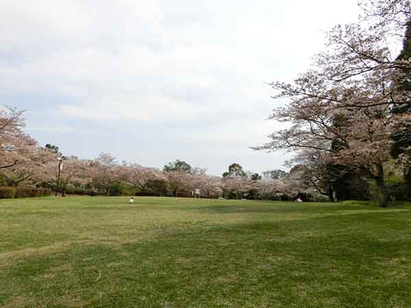 千葉市平和公園の芝生広場の桜