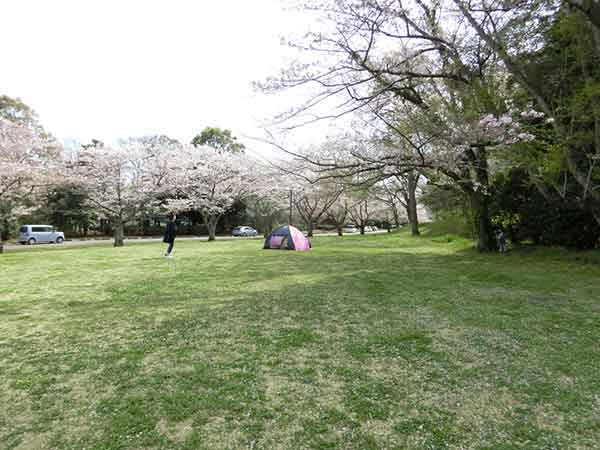 桜の花びらの上にテントを設営する家族