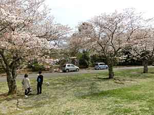 平和公園の芝生広場の桜の木の下でくつろぐカップル