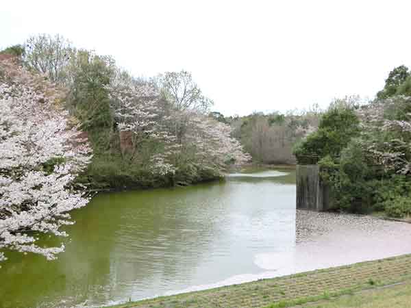 桜の花びらで染まった調整池