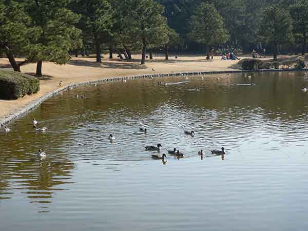 集団で泳ぐ浜の池の鴨