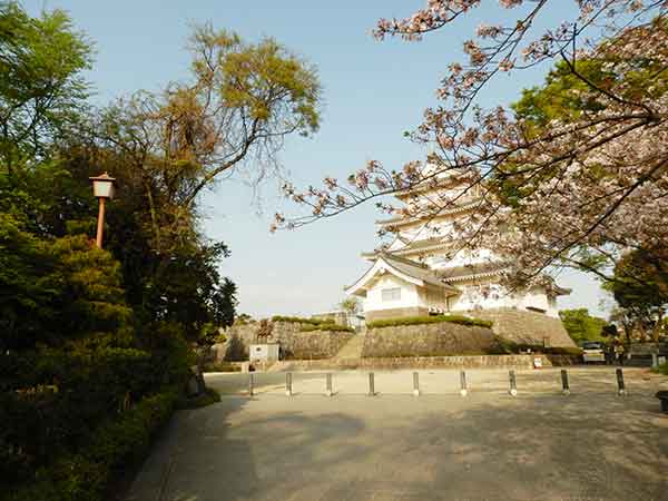 千葉城をバックにした桜