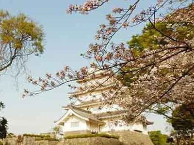 千葉城をバックに撮影した葉桜