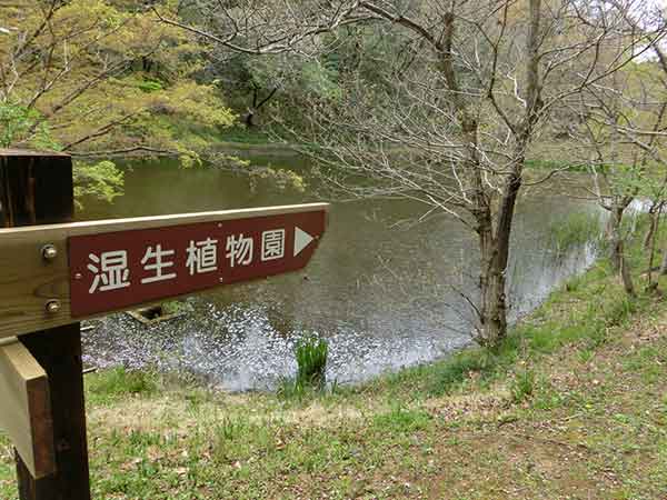 泉自然公園の湿生植物園