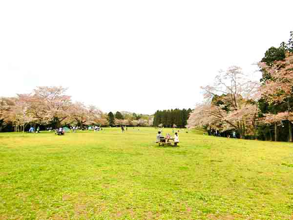 桜の景色が広がる草原