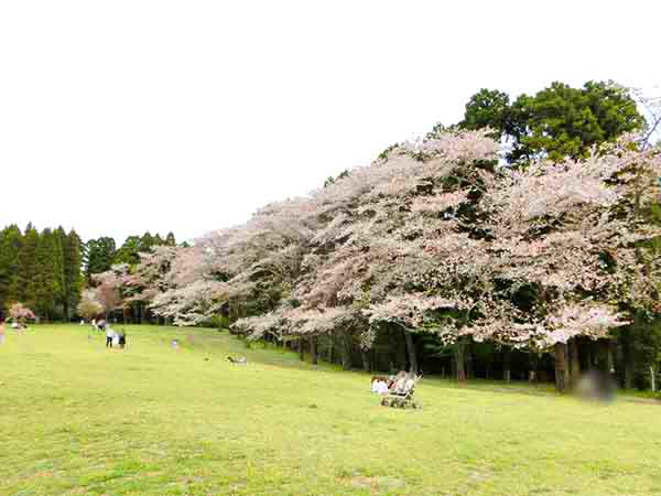 巨大な桜が並んでいるエリア
