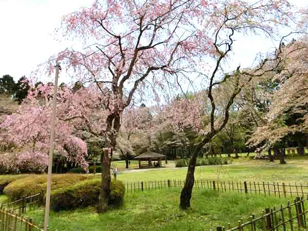 細い枝が風流な桜の木