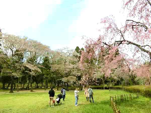大きな桜を撮影している人々