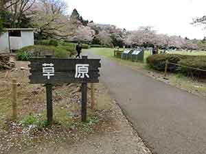 泉自然公園の桜とお花見広場