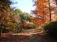 紅葉と木漏れ日とベンチ