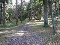 林道の散歩コース