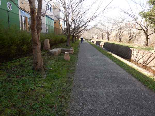 枯れた桜が並ぶおゆみ野の遊歩道