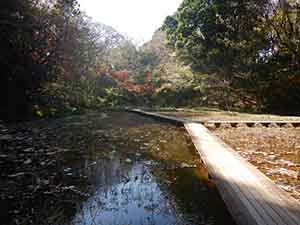 池にかかる木の歩道