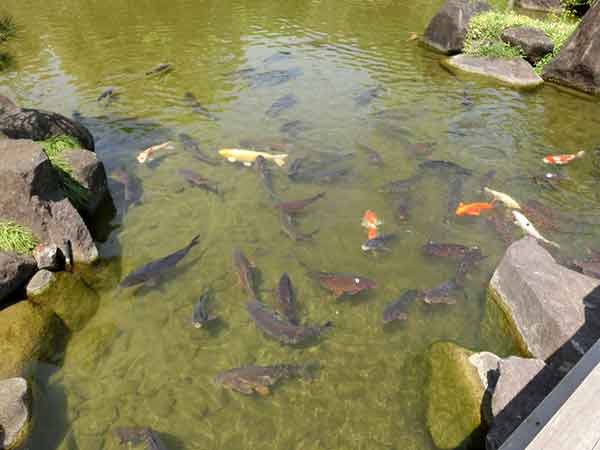 池の中にいる多種多様な模様の鯉