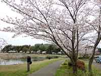 桜並木と大百池