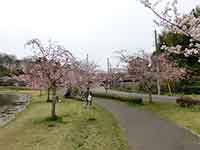 桜を見ながら散歩する女性