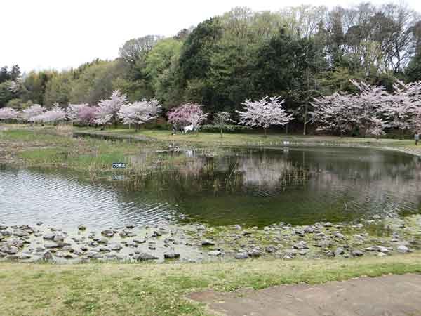 大百池周辺の桜