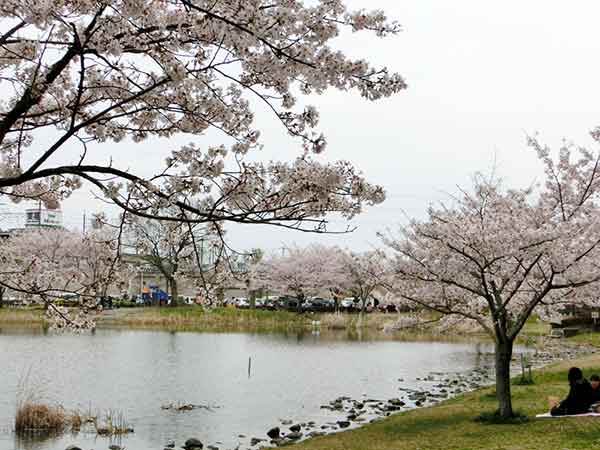 大百池周辺の桜の絶景
