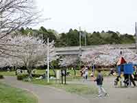桜の木と遊具広場