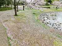 散って下に落ちた桜