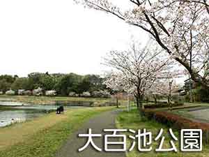 池脇の歩道と桜