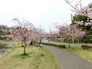 桜の木が並ぶ池周辺