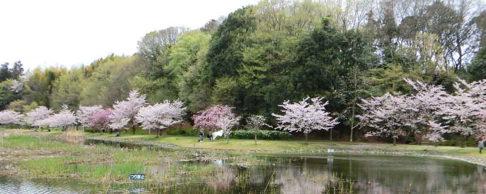 桜が並ぶ池の周辺