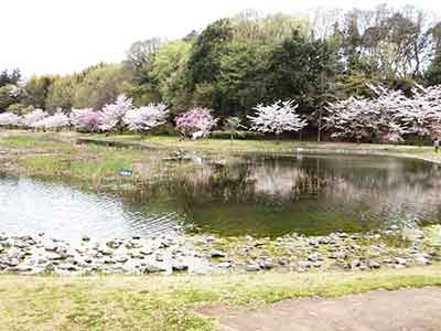 桜の木が並ぶ大百池周辺