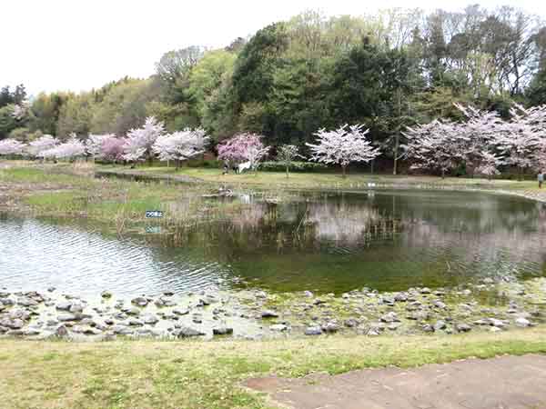 釣り禁止の立て札と池の景色