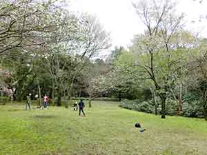 桜が満開になる小さな広場