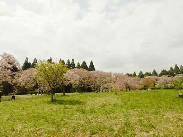 昭和の森のお花見広場に並んだ桜景色