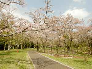 広大な昭和の森公園のお花見広場