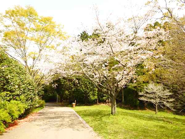 ぽつんと立つ桜の木