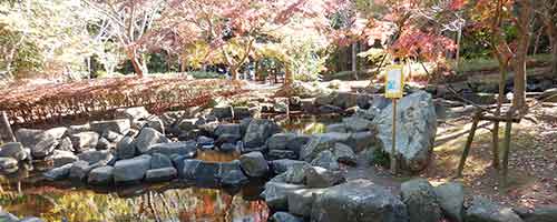 紅葉を楽しめる鑑賞池