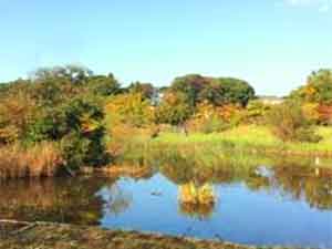 実籾本郷公園の池