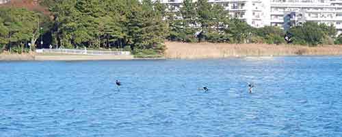 干潟で泳ぐ野鳥たち