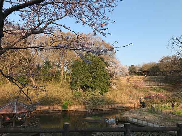 東屋と桜が楽しめる修景池