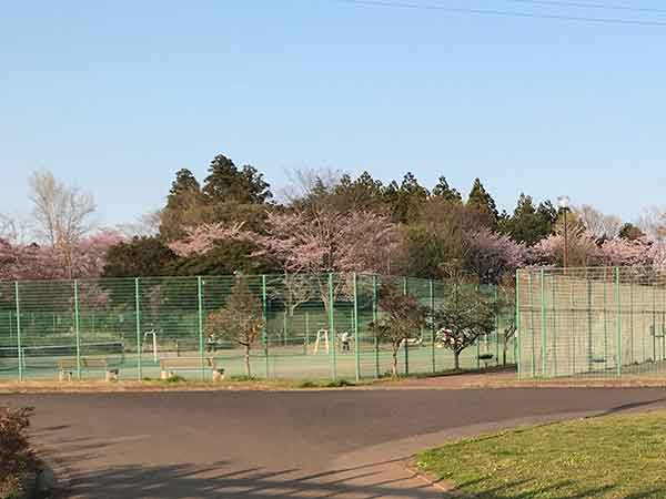 桜に囲まれたテニスコート