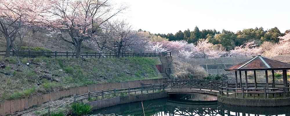 鑑賞池と周辺の桜