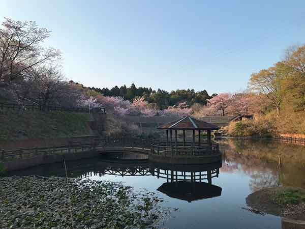 四街道総合公園の池周辺の桜の景色